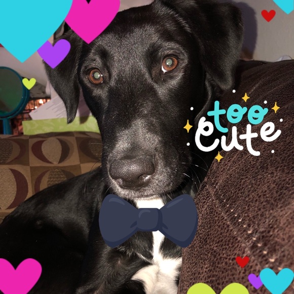 Celebrity Furbaby of the day 2/22/18 JasperStorm - Picture 2 of 8